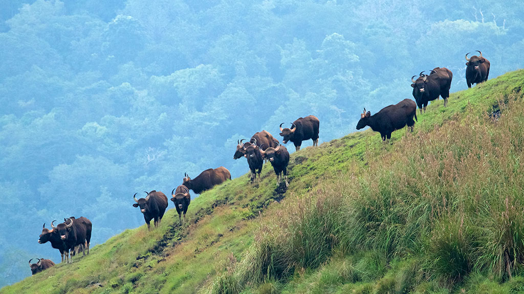 Embrace The Wilderness Within You With Wildlife Sanctuaries Of Kerala 2