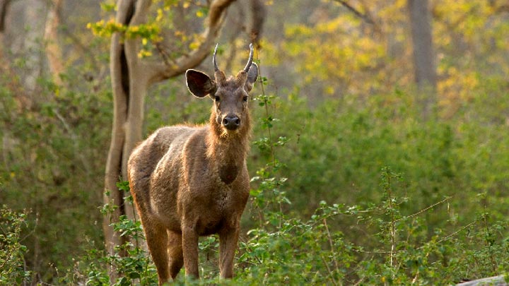 Embrace The Wilderness Within You With Wildlife Sanctuaries Of Kerala 5