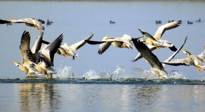 Have A Look At Bird Lovers: 7 Migratory Birding Destinations In India 1