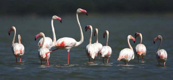 Have A Look At Bird Lovers: 7 Migratory Birding Destinations In India 2