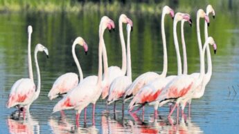 Have A Look At Bird Lovers: 7 Migratory Birding Destinations In India