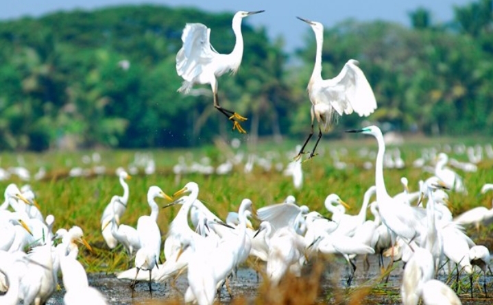 Have A Look At Bird Lovers: 7 Migratory Birding Destinations In India 3