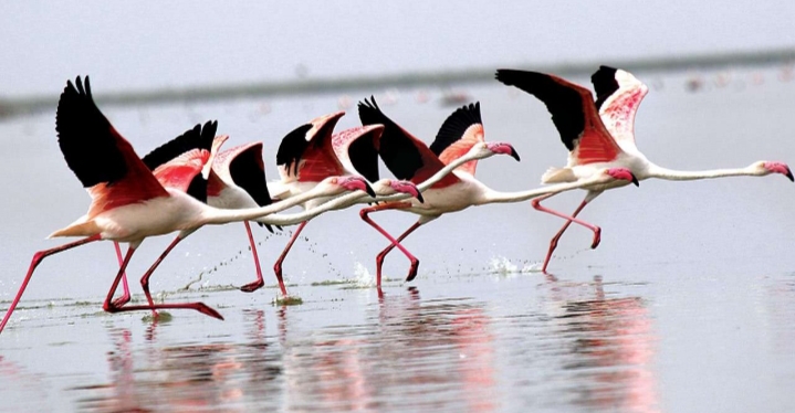Have A Look At Bird Lovers: 7 Migratory Birding Destinations In India 5