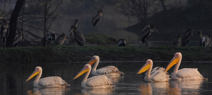 Have A Look At Bird Lovers: 7 Migratory Birding Destinations In India 6