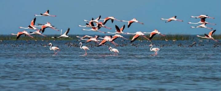 Have A Look At Bird Lovers: 7 Migratory Birding Destinations In India 7