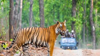 Incredible India: 5 Must-Visit Wildlife Sanctuaries In India