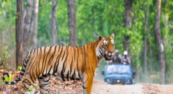 Incredible India: 5 Must-Visit Wildlife Sanctuaries In India