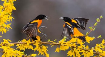 Things To Learn From Birds
