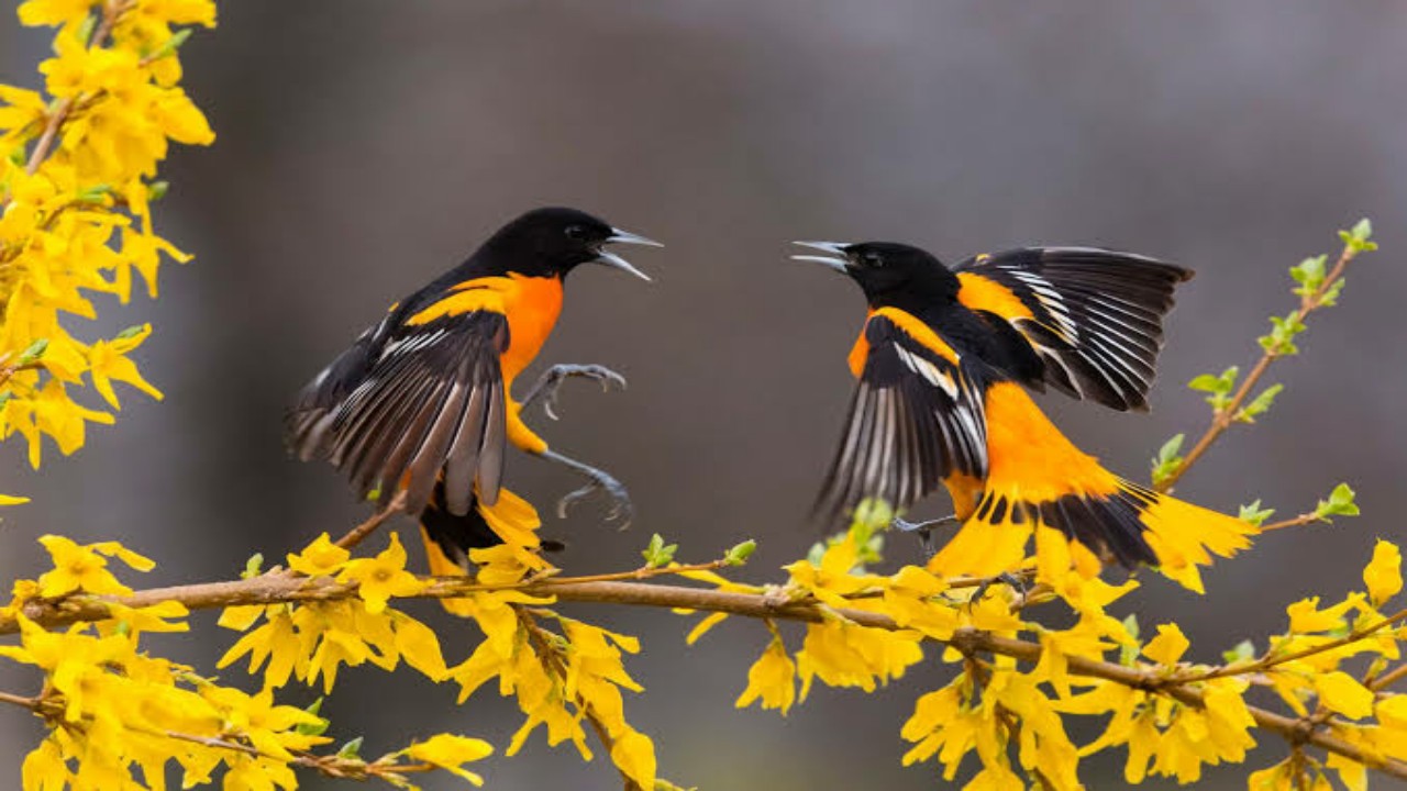 Things To Learn From Birds