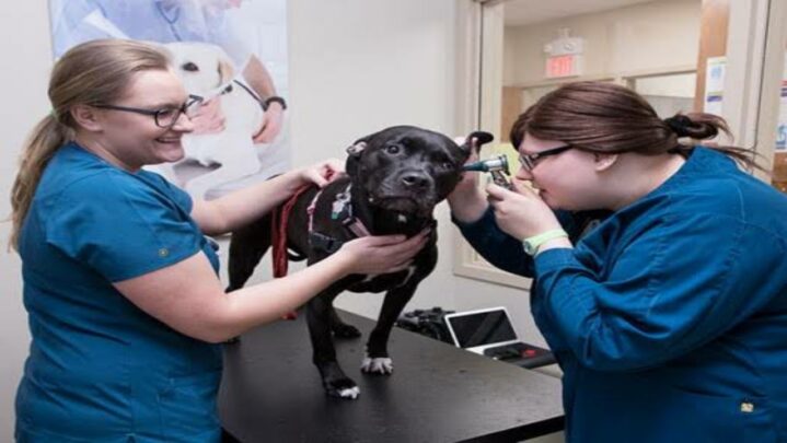What Is Vet Tech: Know Here
