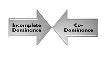 Key Differences Between Incomplete Dominance and Codominance