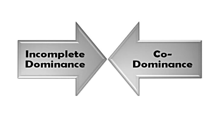 Key Differences Between Incomplete Dominance and Codominance
