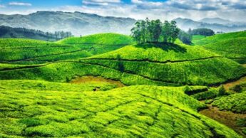 5 Reasons Why Munnar Is A Must Visit Destination In India