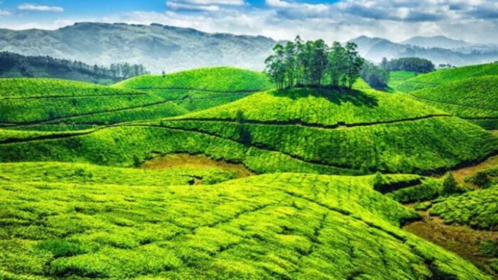 5 Reasons Why Munnar Is A Must Visit Destination In India