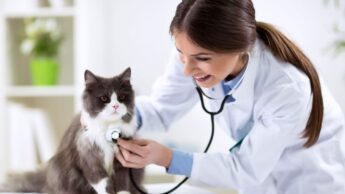 Skills And Steps To Be A Veterinarian
