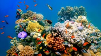 5 Most Beautiful Reefs In The World