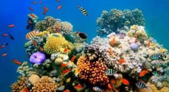 5 Most Beautiful Reefs In The World