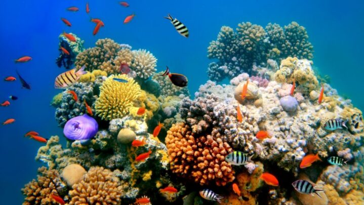 5 Most Beautiful Reefs In The World
