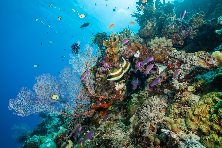 5 Most Beautiful Reefs In The World