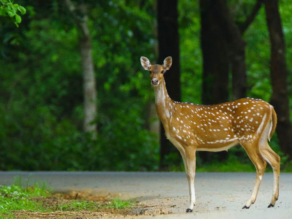 Coorg: The Scotland Of India 2