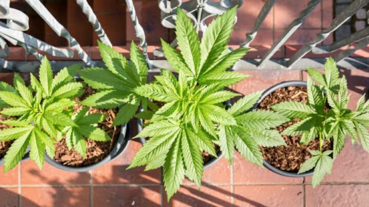 Cannabis Vs. Marijuana: Know The Difference