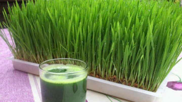 5 Health Benefits Of Drinking Wheatgrass Juice