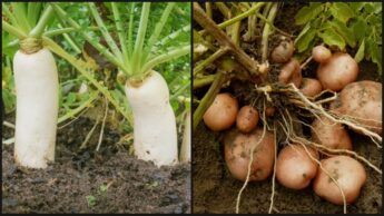 5 Veggies That Grow Underground & Its Importance