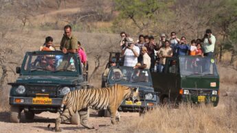 7 Best Places To Enjoy Wildlife In India