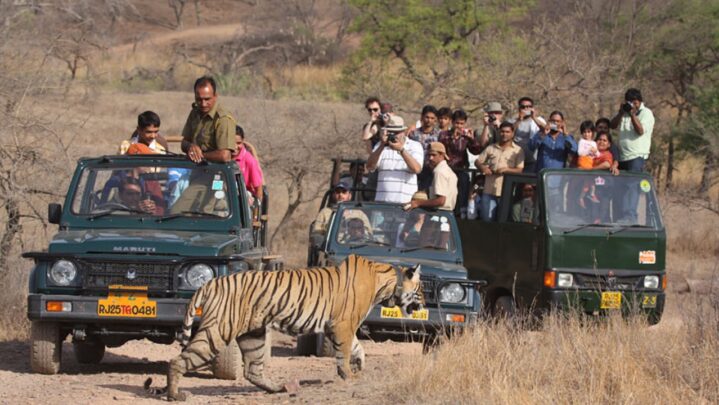 7 Best Places To Enjoy Wildlife In India