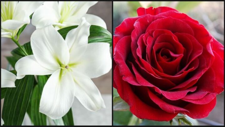 8 Best Flowers From Pakistan You Would Want Outside Your Window