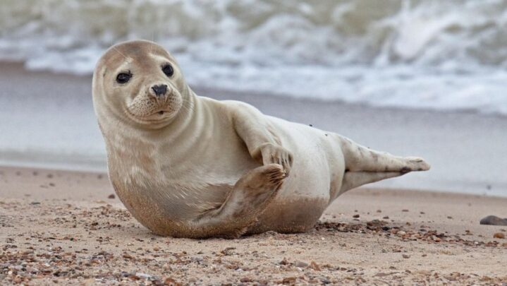 Did You Know: Seals Clap Underwater To Communicate