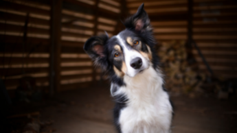 Best Dog Movies For Every Dog Lover: From Entertainment To All Dogs Goes To Heaven