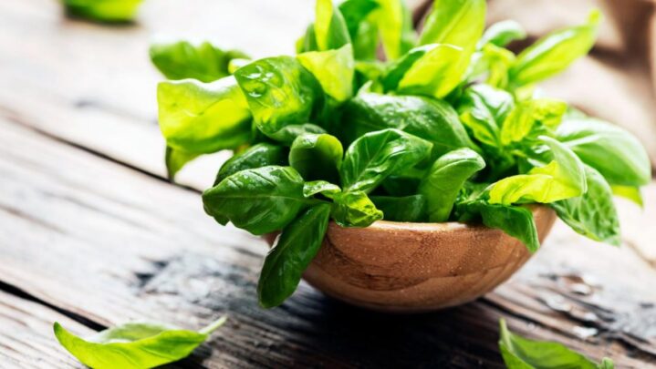 How Do Basil Leaves Help In Digestion