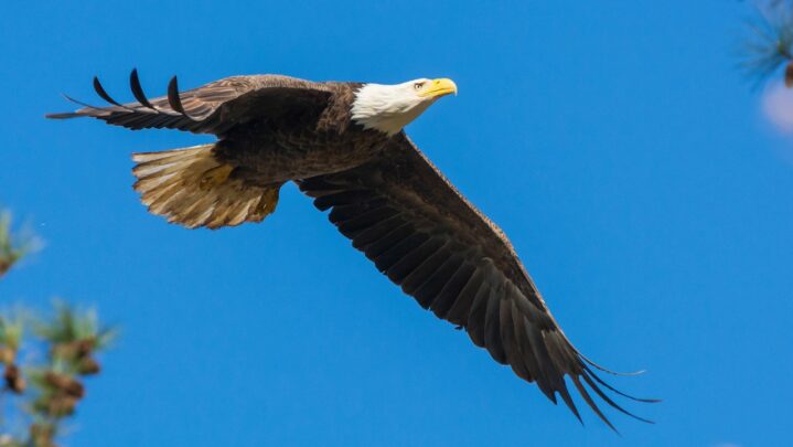 Must Read: Inspiration Can Be Found Anywhere & Here Is An Eagle With His Life Story