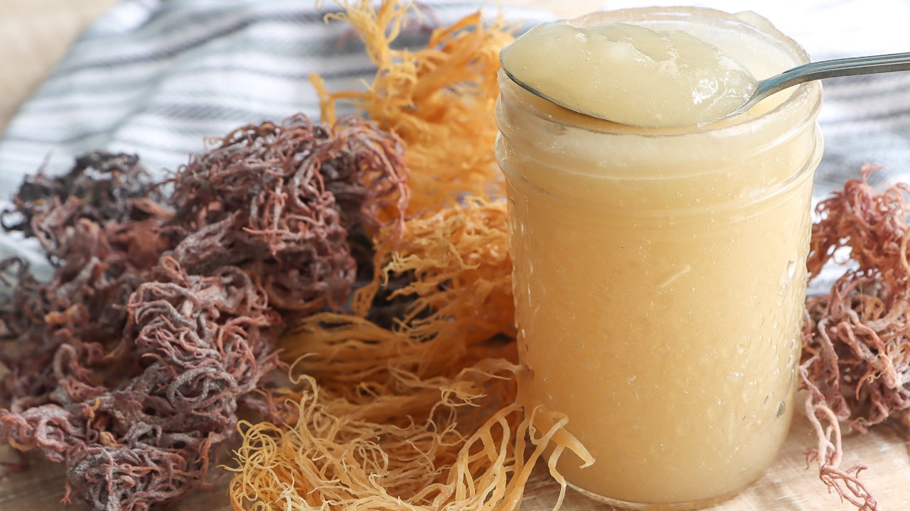 Sea Moss: All You Need To Know About It 1