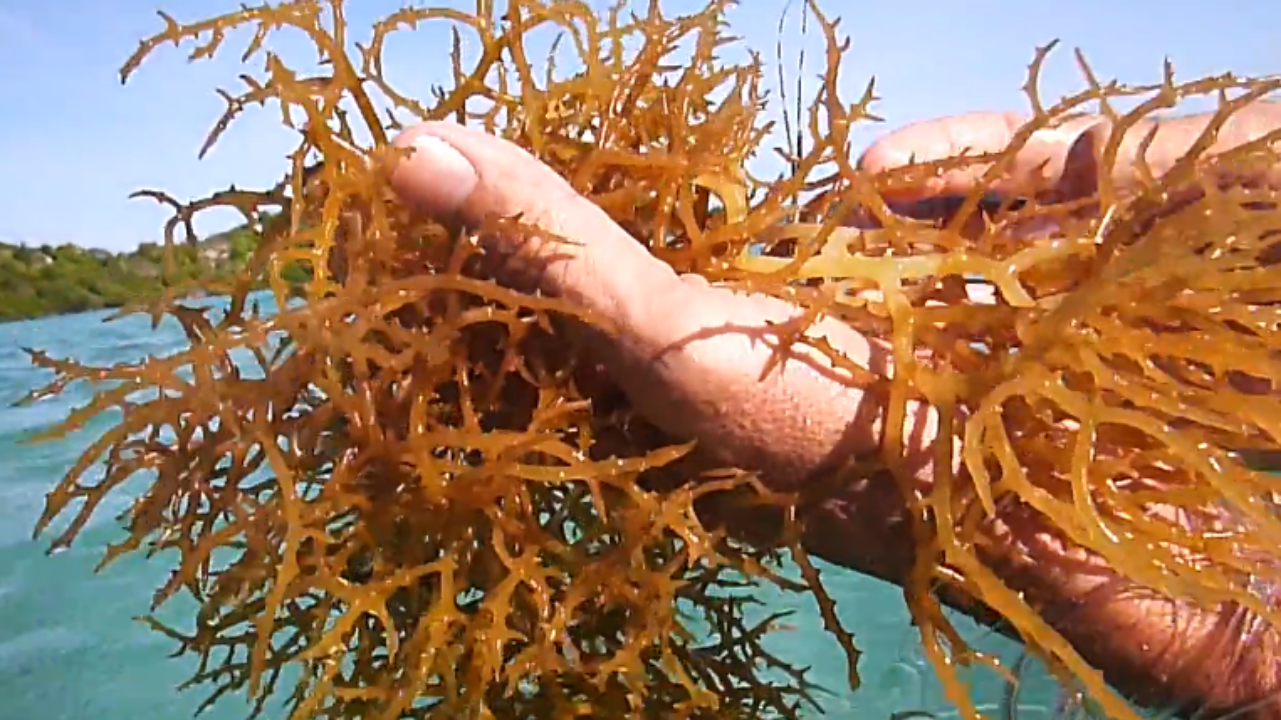 Sea Moss: All You Need To Know About It 2