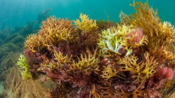 Sea Moss: All You Need To Know About It