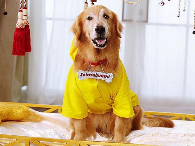 Best Dog Movies For Every Dog Lover: From Entertainment To All Dogs Goes To Heaven