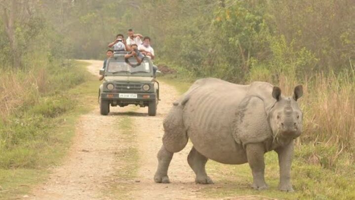 Wildlife Sanctuaries To Visit In Assam!