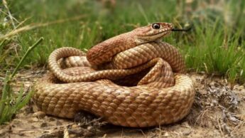 Fascinating Snakes Facts: Checkout