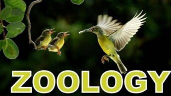 Job Opportunities in Zoology