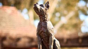 Learn Everything About Australia’s Famous Pioneer ‘Dog On The Tuckerbox’