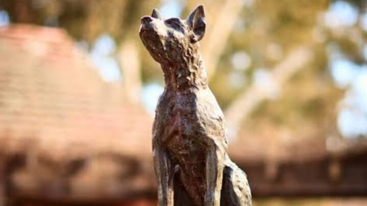 Learn Everything About Australia’s Famous Pioneer ‘Dog On The Tuckerbox’