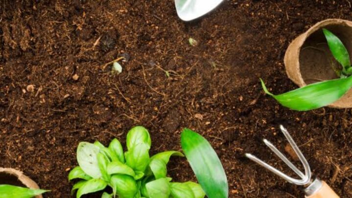 How Does Planting Give You Joy And Satisfaction?