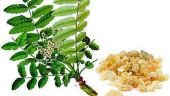 Proven Benefits Of Boswellia