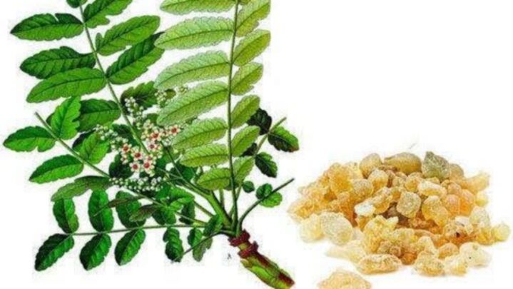 Proven Benefits Of Boswellia