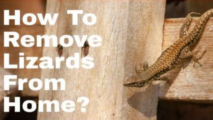 Ways To Get Rid Of Lizards From Your Home