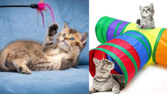 5 Things That Genuinely Cheer Up Cats