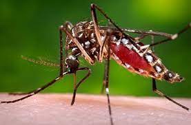 Dengue Fever: 4 Ayurvedic Home Remedies That May Be Useful For Treating Symptoms