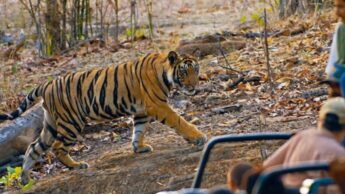 A List Of Top 4 National Parks In India For 2022 That You Simply Cannot Ignore!